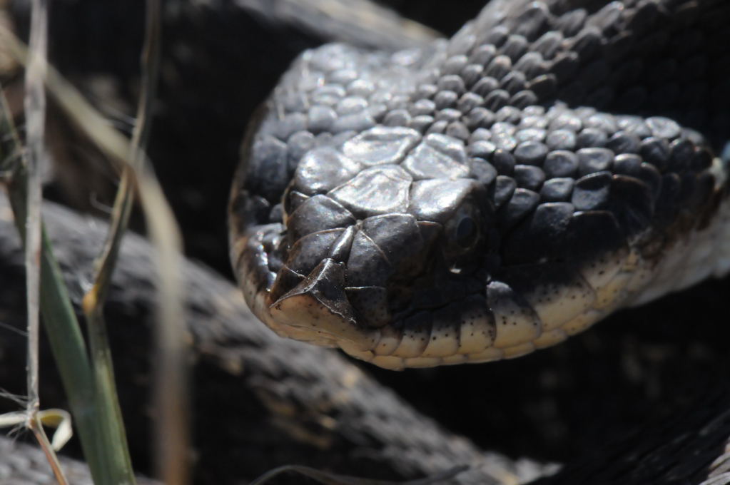 Eastern Hognose Snake (Heterodon platirhinos)caught in Williamson County, T