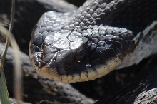 Eastern Hognose Snake (Heterodon platirhinos)caught in Williamson County, T