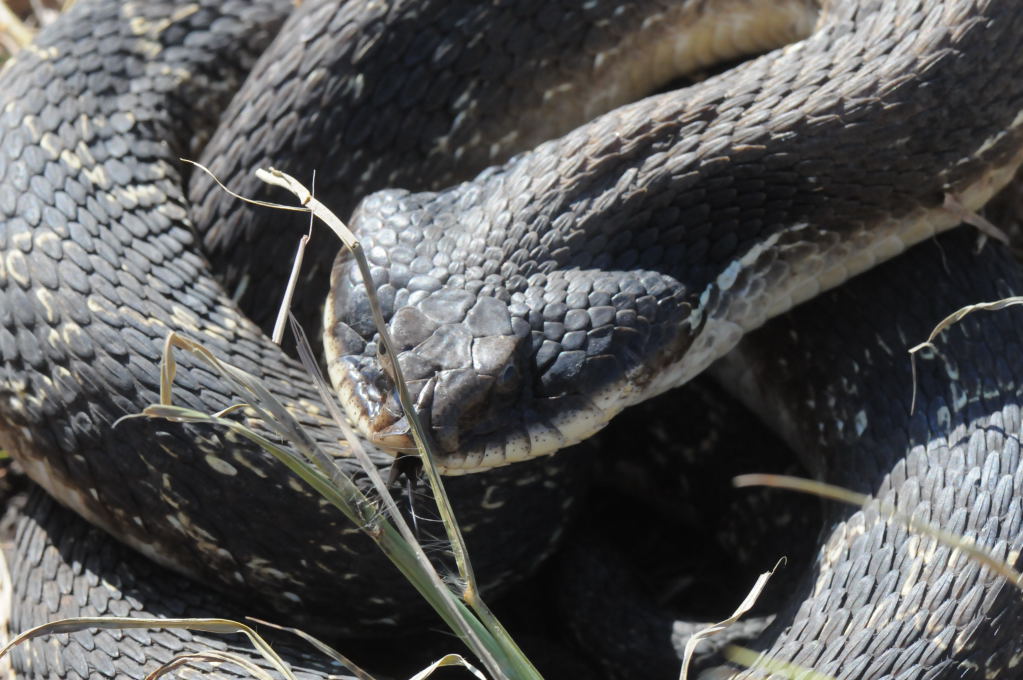 Eastern Hognose Snake (Heterodon platirhinos)caught in Williamson County, T