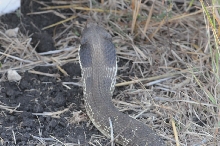 Eastern Hognose Snake (Heterodon platirhinos)caught in Williamson County, T