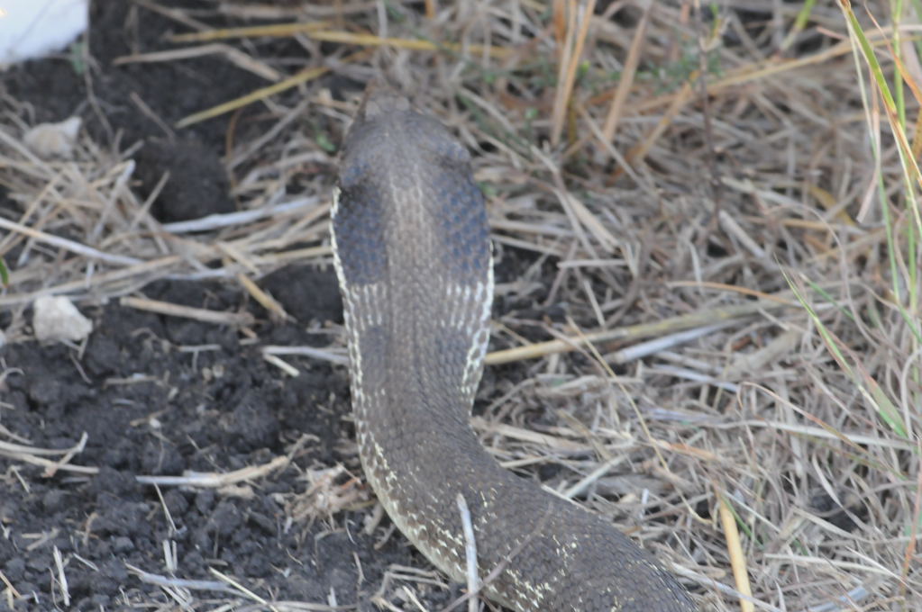 Eastern Hognose Snake (Heterodon platirhinos)caught in Williamson County, T