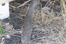 Eastern Hognose Snake (Heterodon platirhinos)caught in Williamson County, T