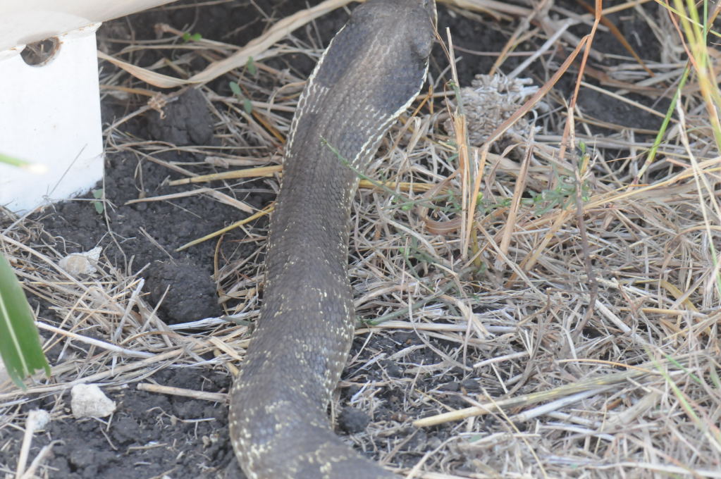 Eastern Hognose Snake (Heterodon platirhinos)caught in Williamson County, T