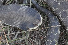 Eastern Hognose Snake (Heterodon platirhinos)caught in Williamson County, T