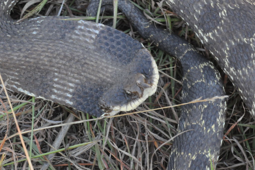 Eastern Hognose Snake (Heterodon platirhinos)caught in Williamson County, T