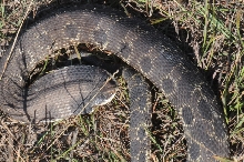 Eastern Hognose Snake (Heterodon platirhinos)caught in Williamson County, T