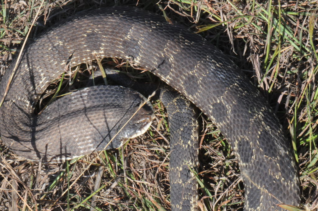 Eastern Hognose Snake (Heterodon platirhinos)caught in Williamson County, T