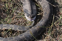 Eastern Hognose Snake (Heterodon platirhinos)caught in Williamson County, T