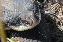 Eastern Hognose Snake (Heterodon platirhinos)caught in Williamson County, T