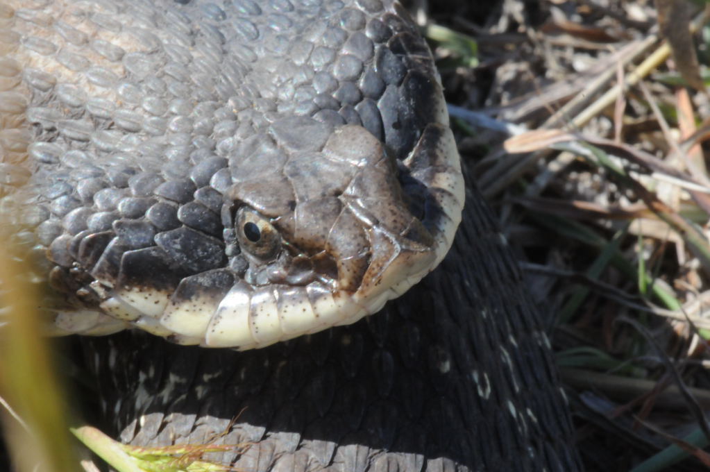Eastern Hognose Snake (Heterodon platirhinos)caught in Williamson County, T