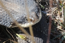 Eastern Hognose Snake (Heterodon platirhinos)caught in Williamson County, T