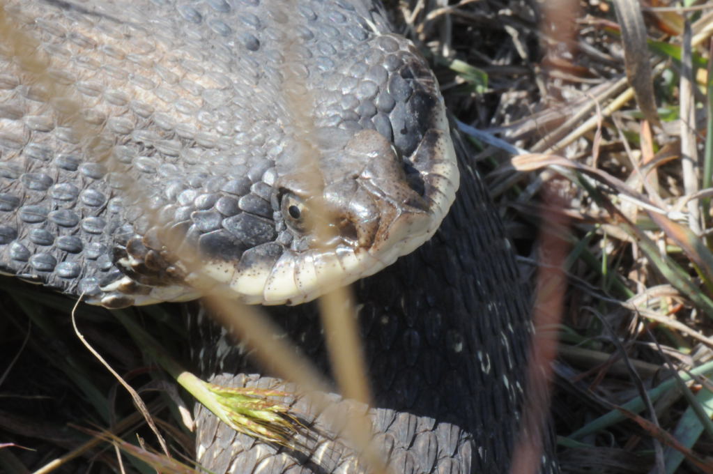 Eastern Hognose Snake (Heterodon platirhinos)caught in Williamson County, T