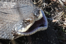 Eastern Hognose Snake (Heterodon platirhinos)caught in Williamson County, T