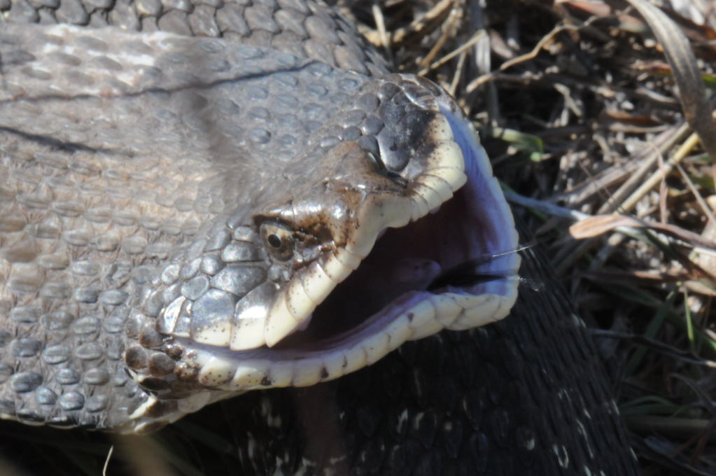 Eastern Hognose Snake (Heterodon platirhinos)caught in Williamson County, T