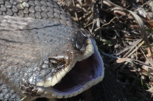 Eastern Hognose Snake (Heterodon platirhinos)caught in Williamson County, T