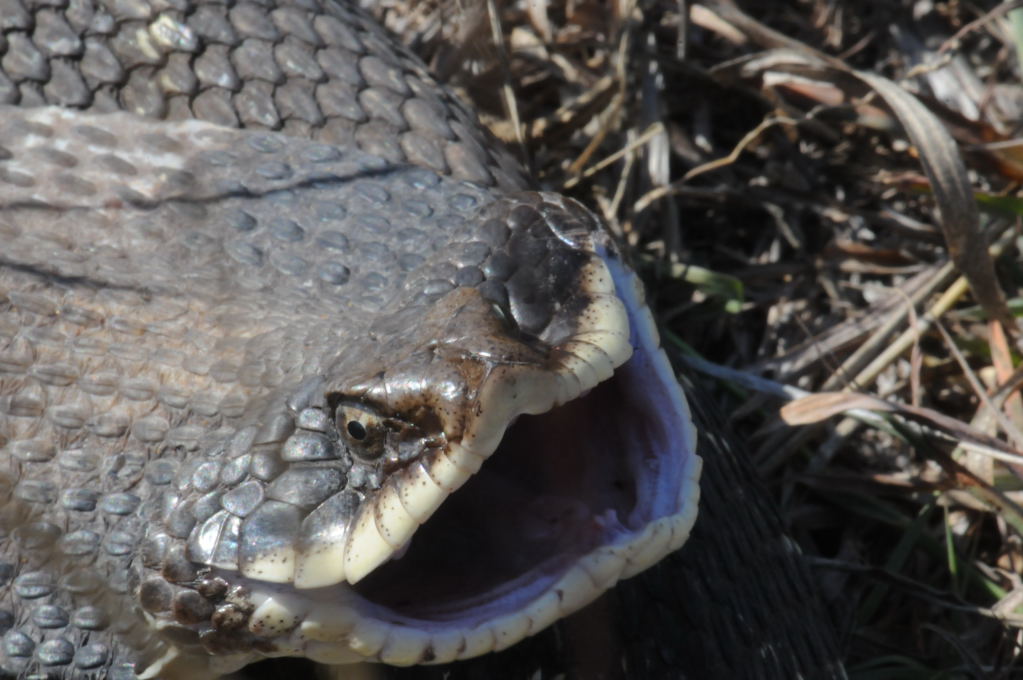 Eastern Hognose Snake (Heterodon platirhinos)caught in Williamson County, T