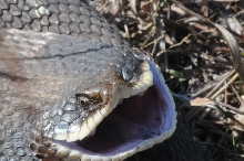 Eastern Hognose Snake (Heterodon platirhinos)caught in Williamson County, T