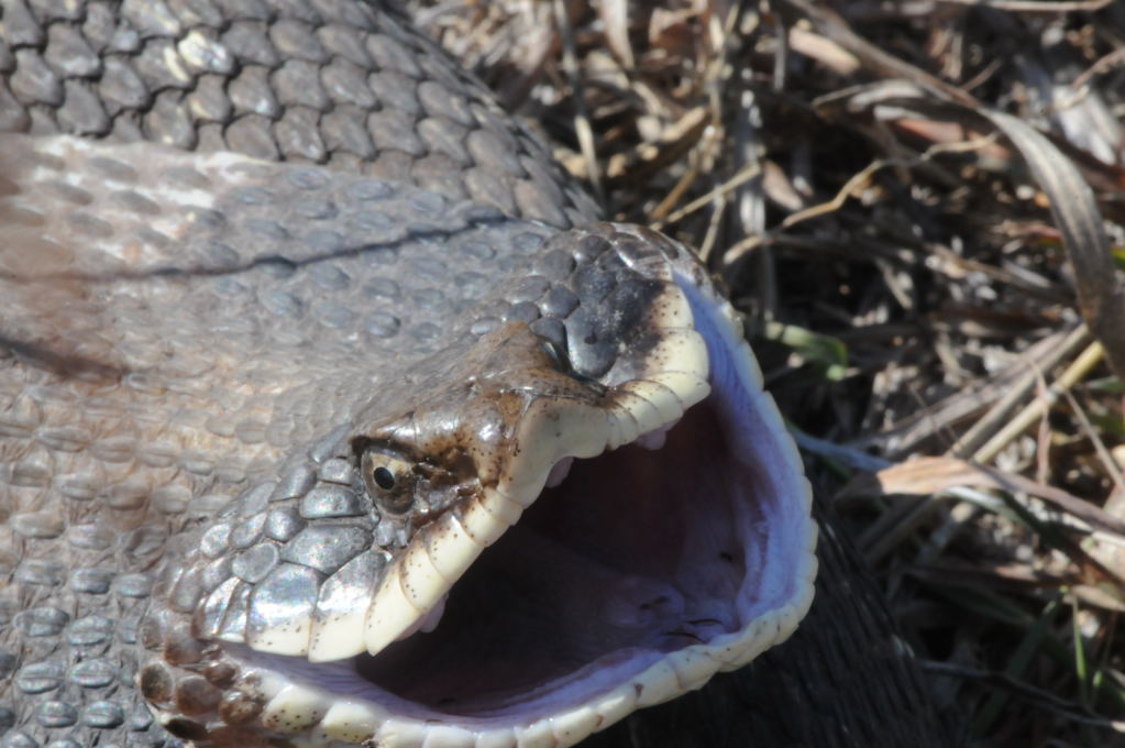 Eastern Hognose Snake (Heterodon platirhinos)caught in Williamson County, T