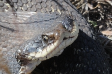 Eastern Hognose Snake (Heterodon platirhinos)caught in Williamson County, T