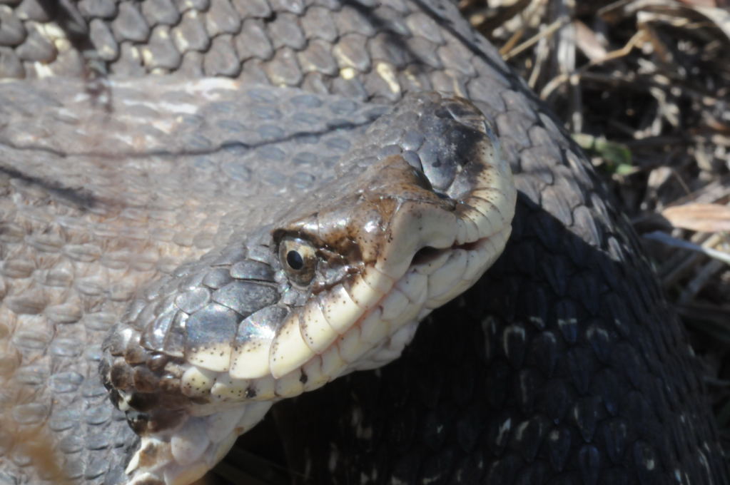 Eastern Hognose Snake (Heterodon platirhinos)caught in Williamson County, T