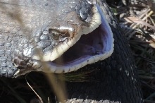 Eastern Hognose Snake (Heterodon platirhinos)caught in Williamson County, T