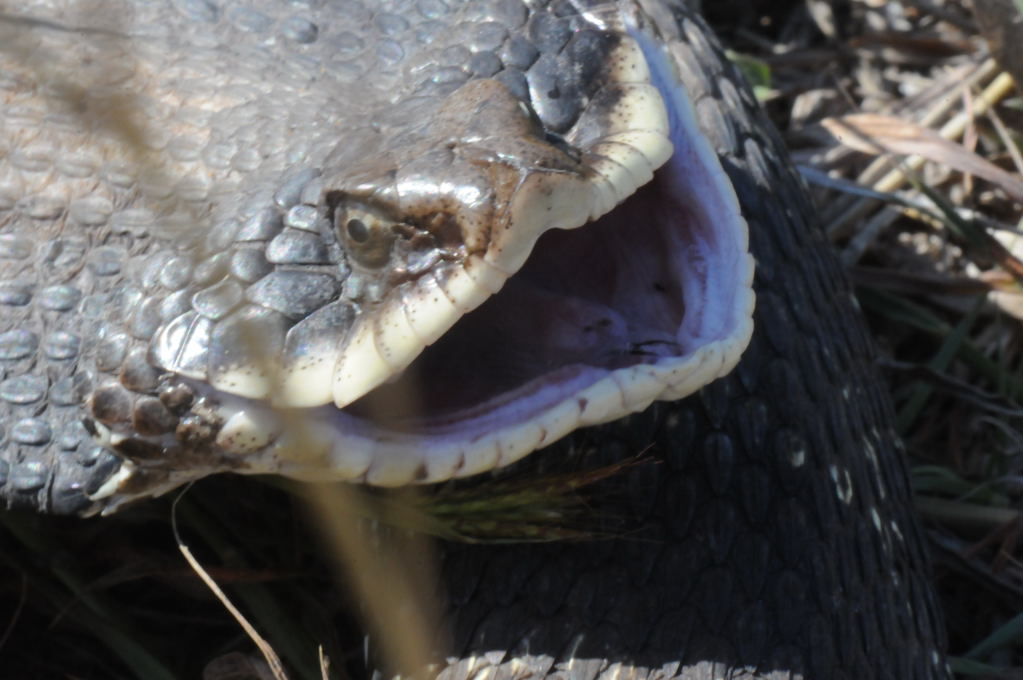Eastern Hognose Snake (Heterodon platirhinos)caught in Williamson County, T