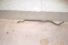 Western Diamondback Rattlesnake, Crotalus atrox, Williamson County, Texas