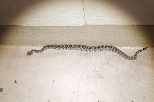 Western Diamondback Rattlesnake, Crotalus atrox, Williamson County, Texas