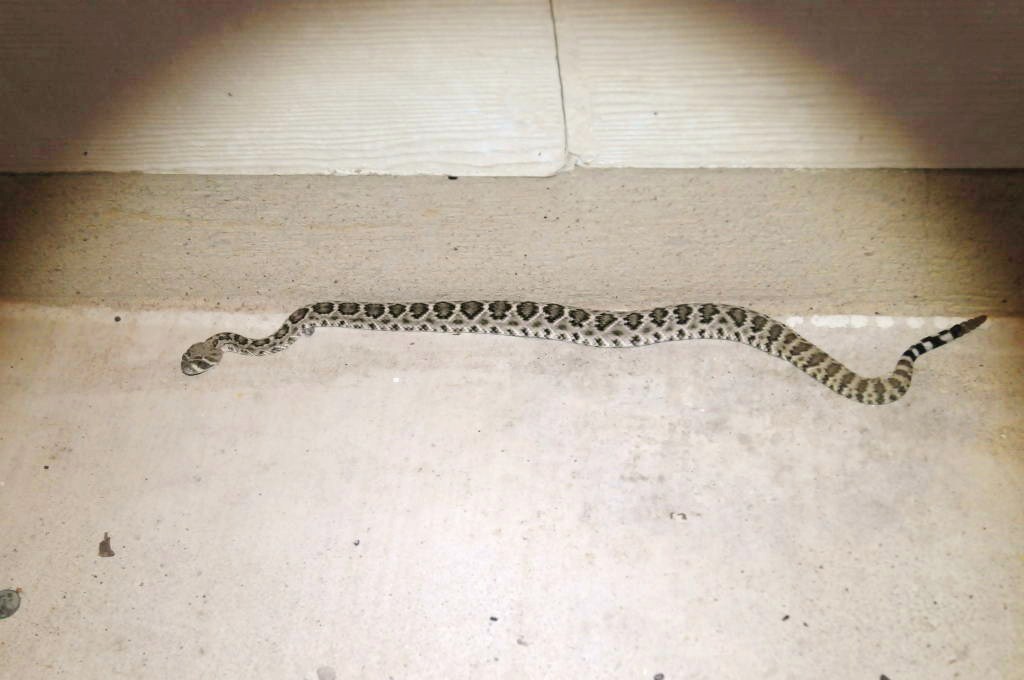 Western Diamondback Rattlesnake, Crotalus atrox, Williamson County, Texas