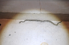 Western Diamondback Rattlesnake, Crotalus atrox, Williamson County, Texas