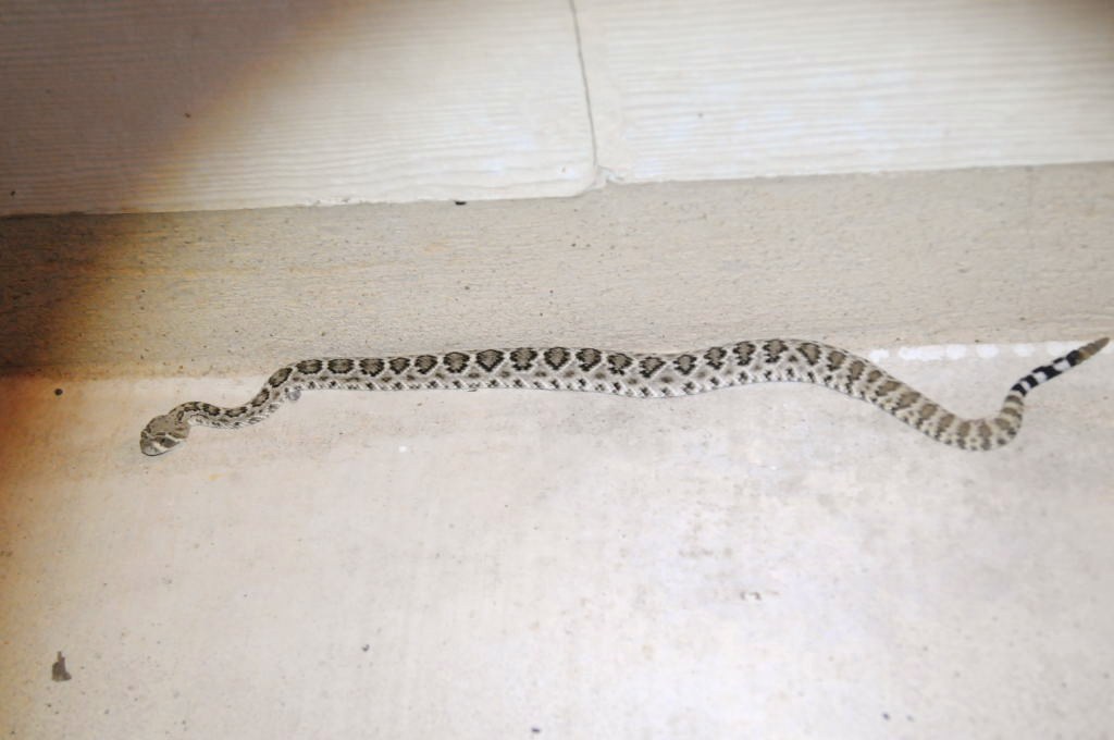 Western Diamondback Rattlesnake, Crotalus atrox, Williamson County, Texas