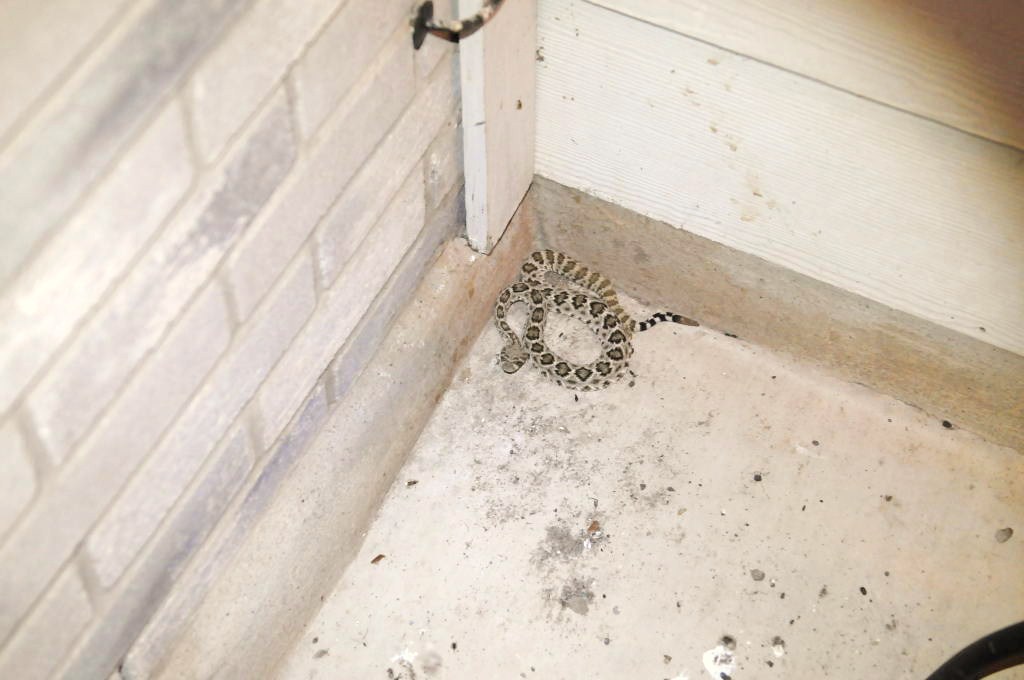 Western Diamondback Rattlesnake, Crotalus atrox, Williamson County, Texas