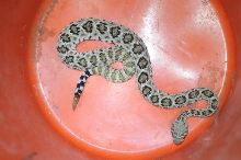 Western Diamondback Rattlesnake, Crotalus atrox, Williamson County, Texas