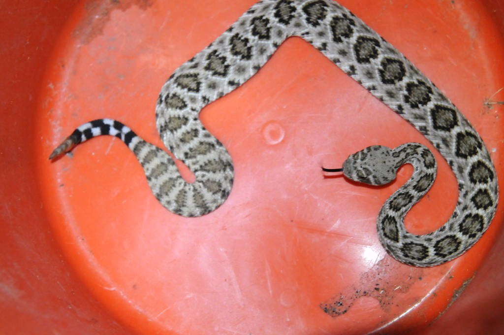 Western Diamondback Rattlesnake, Crotalus atrox, Williamson County, Texas