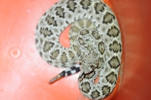 Western Diamondback Rattlesnake, Crotalus atrox, Williamson County, Texas