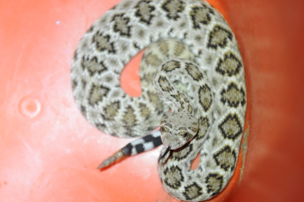 Western Diamondback Rattlesnake, Crotalus atrox, Williamson County, Texas