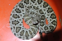 Western Diamondback Rattlesnake, Crotalus atrox, Williamson County, Texas
