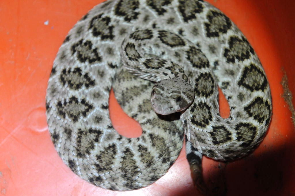 Western Diamondback Rattlesnake, Crotalus atrox, Williamson County, Texas