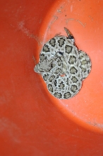 Western Diamondback Rattlesnake, Crotalus atrox, Williamson County, Texas