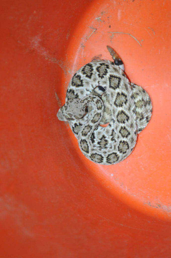 Western Diamondback Rattlesnake, Crotalus atrox, Williamson County, Texas
