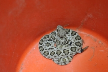 Western Diamondback Rattlesnake, Crotalus atrox, Williamson County, Texas