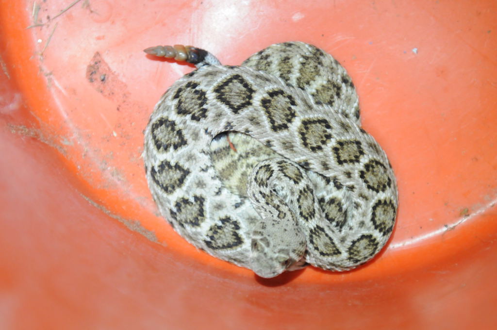 Western Diamondback Rattlesnake, Crotalus atrox, Williamson County, Texas