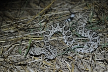 Western Diamondback Rattlesnake, Crotalus atrox, Williamson County, Texas