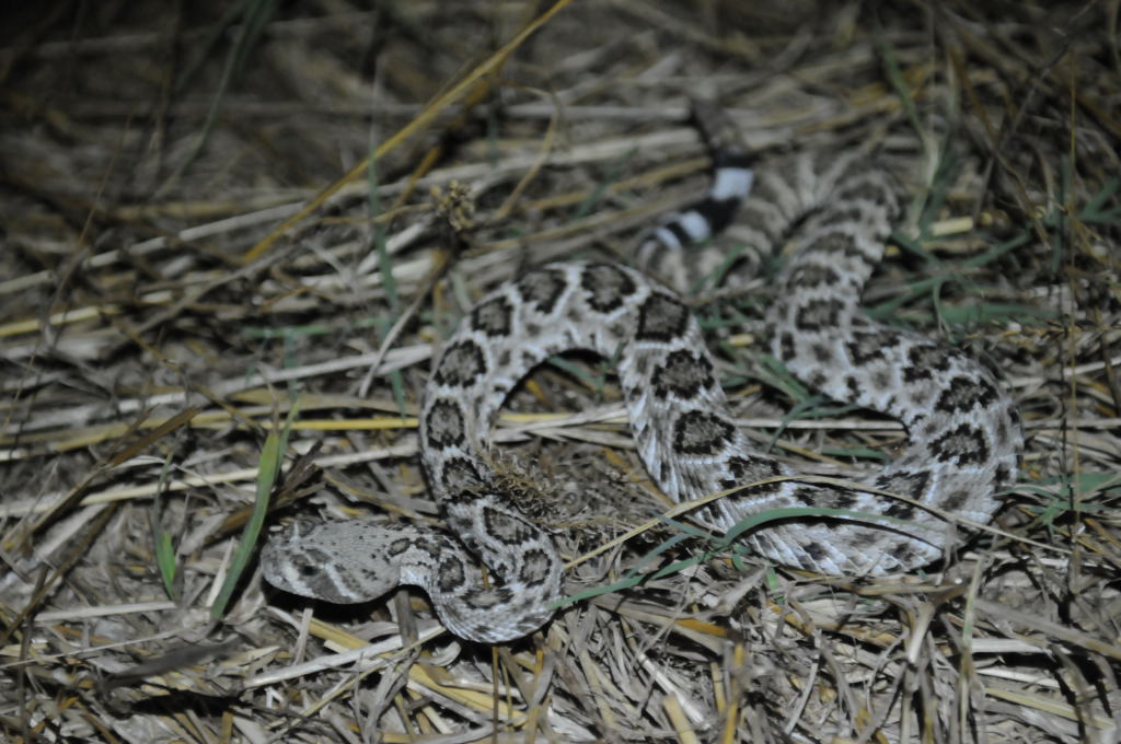 Western Diamondback Rattlesnake, Crotalus atrox, Williamson County, Texas