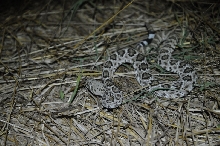 Western Diamondback Rattlesnake, Crotalus atrox, Williamson County, Texas