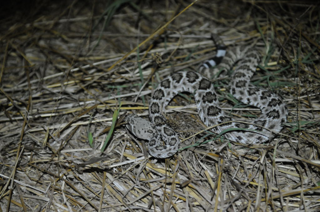 Western Diamondback Rattlesnake, Crotalus atrox, Williamson County, Texas
