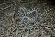 Western Diamondback Rattlesnake, Crotalus atrox, Williamson County, Texas