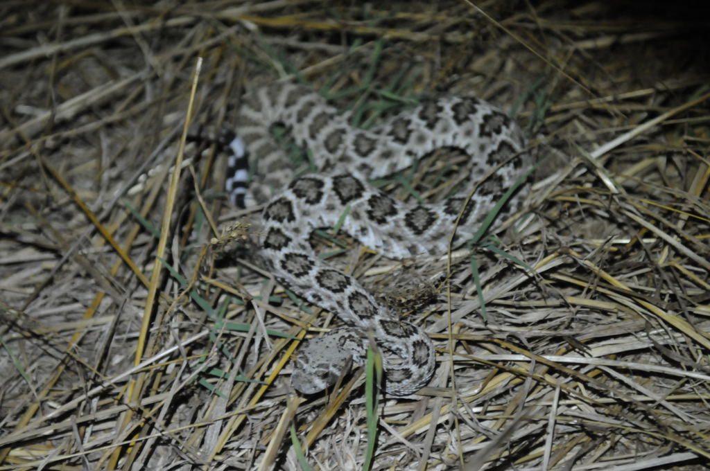 Western Diamondback Rattlesnake, Crotalus atrox, Williamson County, Texas