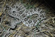Western Diamondback Rattlesnake, Crotalus atrox, Williamson County, Texas