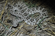 Western Diamondback Rattlesnake, Crotalus atrox, Williamson County, Texas